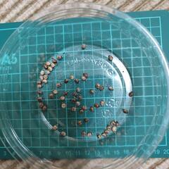 ユウレイヒレアシナナフシの卵50個両生類爬虫類イモリヤモリトカゲ...