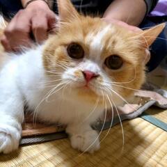 恥ずかしがり屋なスコティッシュちゃんです