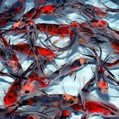 ◆金魚 朱文金12〜14cm  1匹◆