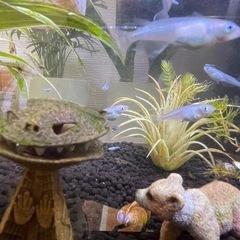 🉐[メダカ・深海]珍しい青い綺麗なメダカ20匹➕おまけ苔除去要因ミナミヌマエビ10匹 ⭐️Amazonの約半額でかなりレアメダカが飼育できます‼️
の画像