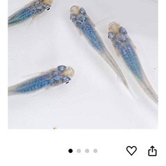 🉐[メダカ・深海]珍しい青い綺麗なメダカ20匹➕おまけ苔除去要因ミナミヌマエビ10匹 ⭐️Amazonの約半額でかなりレアメダカが飼育できます‼️
の画像