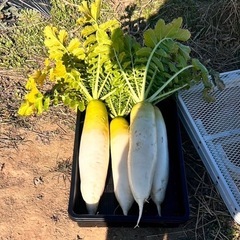 大根　野菜　採れたて