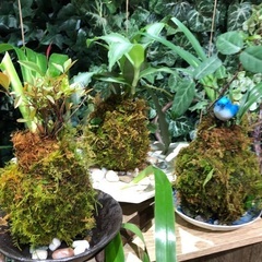 苔玉アート作品&苔テラリウムアート作品の画像