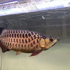 アロワナ