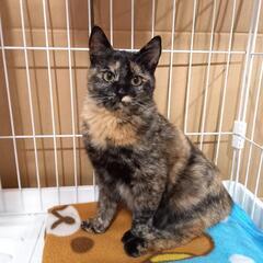 【里親さん決まりました】サビ猫8ヶ月くらい