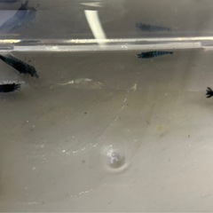別投稿見てね。期間限定大特価アリ。 ベルベットブルーシュリンプ 10匹セットの画像