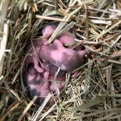 ゴールデンハムスターの里親さん募集の画像