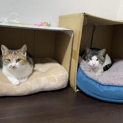 1歳3ヶ月のハチワレ(♂) − 秋田県