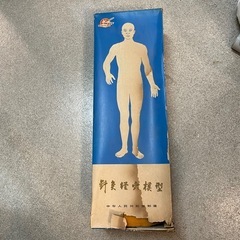 【取引決定】【別ページでも販売中】整体人形/模型/骨董品の画像