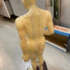 【取引決定】【別ページでも販売中】整体人形/模型/骨董品の画像
