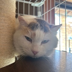 にゃんこ先生にそっくり！ - 猫
