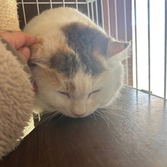 にゃんこ先生にそっくり！ − 三重県