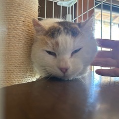 にゃんこ先生にそっくり！ - 里親募集