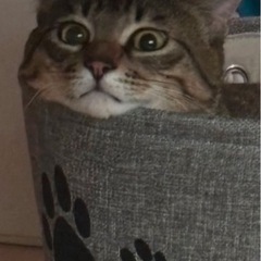 【至急‼️】里親募集 - 猫