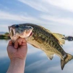 バス釣り仲間募集