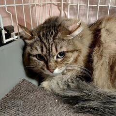 ゆったり❥ほっこりしたいなぁ··· - 里親募集