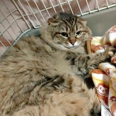 ゆったり❥ほっこりしたいなぁ··· - 猫