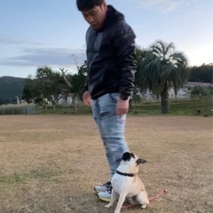 犬のしつけトレーニング仲間