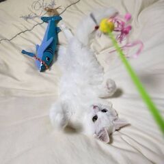 メインクーン　オッドアイ　メス