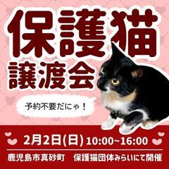 【本日】保護猫譲渡会🐱