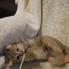 里親さん募集