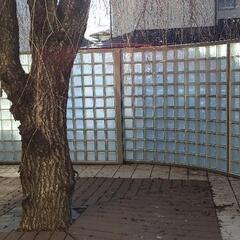 ⭐しだれ桜を無料で差し上げます⭐