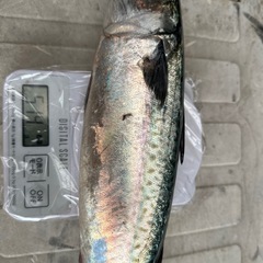 鮮魚の画像