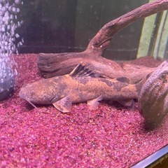 熱帯魚　ナマズ　ジャウーぺドラ