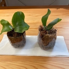 観葉植物ビカクシダ子株セットお取引き先決定