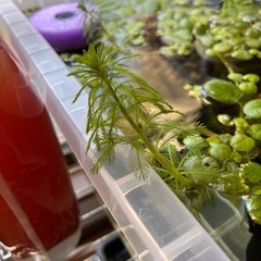 水草　の画像