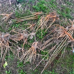 流木みたいな木の根っこ　アクアリウム　焚き火材