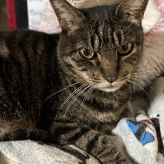 🌸🐈とても穏やかなキジ猫さん🐈🌸トライアル中 - 大分市