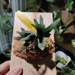 最終価格🌱ジェイドガール