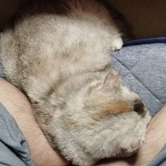 🌸🐈珍しいパステル三毛猫🐈🌸 - 大分市