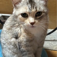 🌸🐈珍しいパステル三毛猫🐈🌸 - 猫