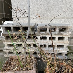 ブロックの画像