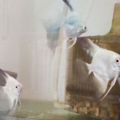 急募！！　エンゼルフィッシュ　熱帯魚　３匹