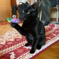 甘えん坊な男の子の黒猫の里親さん募集！
