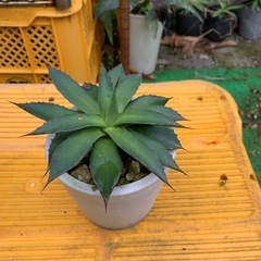 アガベの画像