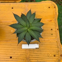 アガベの画像
