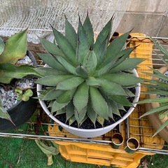アガベ ブルーグロー .. . #アガベ#ブルーグロー#agave #blueglow#ロックガーデン#ドライガーデン #みかも石#ひゅうが土#cactus#植欲