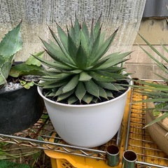 アガベの画像