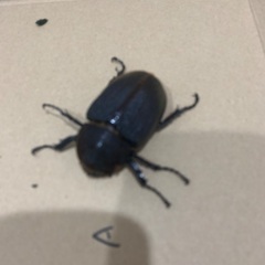 【受付終了】ヘラクレスオオカブト　メス成虫　2匹セットの画像