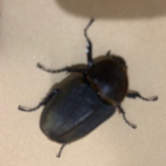 【受付終了】ヘラクレスオオカブト　メス成虫　2匹セット