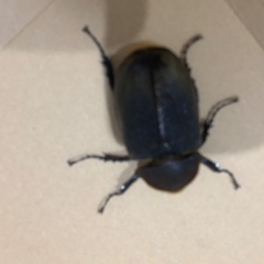 【受付終了】ヘラクレスオオカブト　メス成虫　2匹セットの画像
