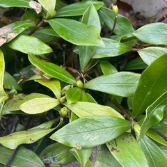 沈丁花　さし木苗　花木　1本