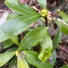 沈丁花　さし木苗　花木　1本の画像