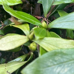沈丁花　さし木苗　花木　1本の画像