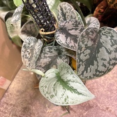観葉植物　もらってください　フィロデンドロン
の画像