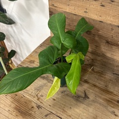 観葉植物　もらってください　フィロデンドロン
